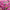 Cosmos Double Click Rose Bonbon Seeds
