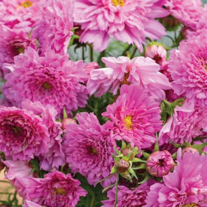 Cosmos Double Click Rose Bonbon Seeds