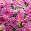 Cosmos Double Click Rose Bonbon Seeds