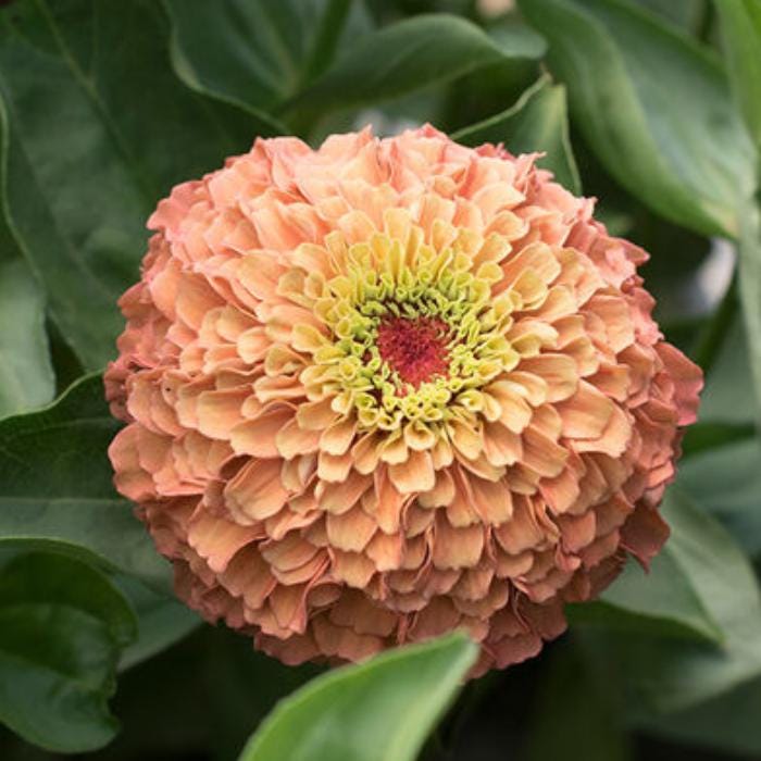 Queeny Lime Mix Zinnia Seeds .blend of Queeny series zinnias.