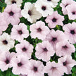 Petunia Tidal Wave Silver Seeds