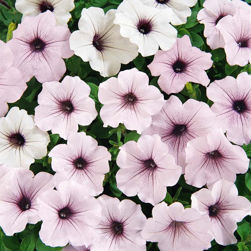 Petunia Tidal Wave Silver Seeds