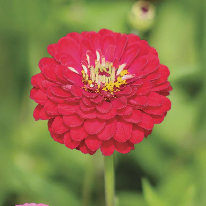 Benary's Giant Deep Red Zinnia Seeds
