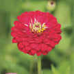Benary's Giant Deep Red Zinnia Seeds