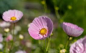 Cupcakes Blush Cosmos Seed
