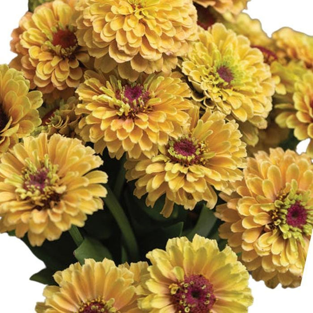 Queeny Lemon Peach Zinnia Seeds