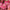 Benary's Giant Bright Pink  Zinnia Seeds