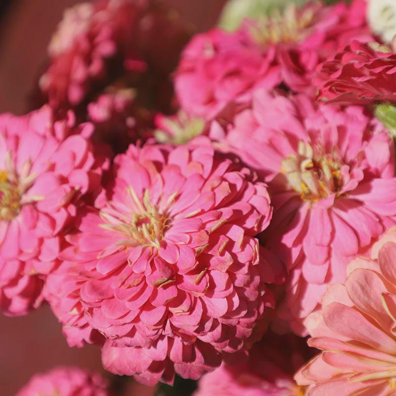 Benary's Giant Bright Pink  Zinnia Seeds