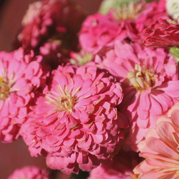 Benary's Giant Bright Pink  Zinnia Seeds