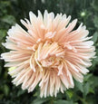 Aster Duchesse Peony Blush Pink Seeds