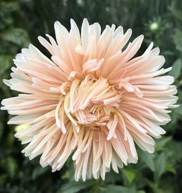 Aster Duchesse Peony Blush Pink Seeds