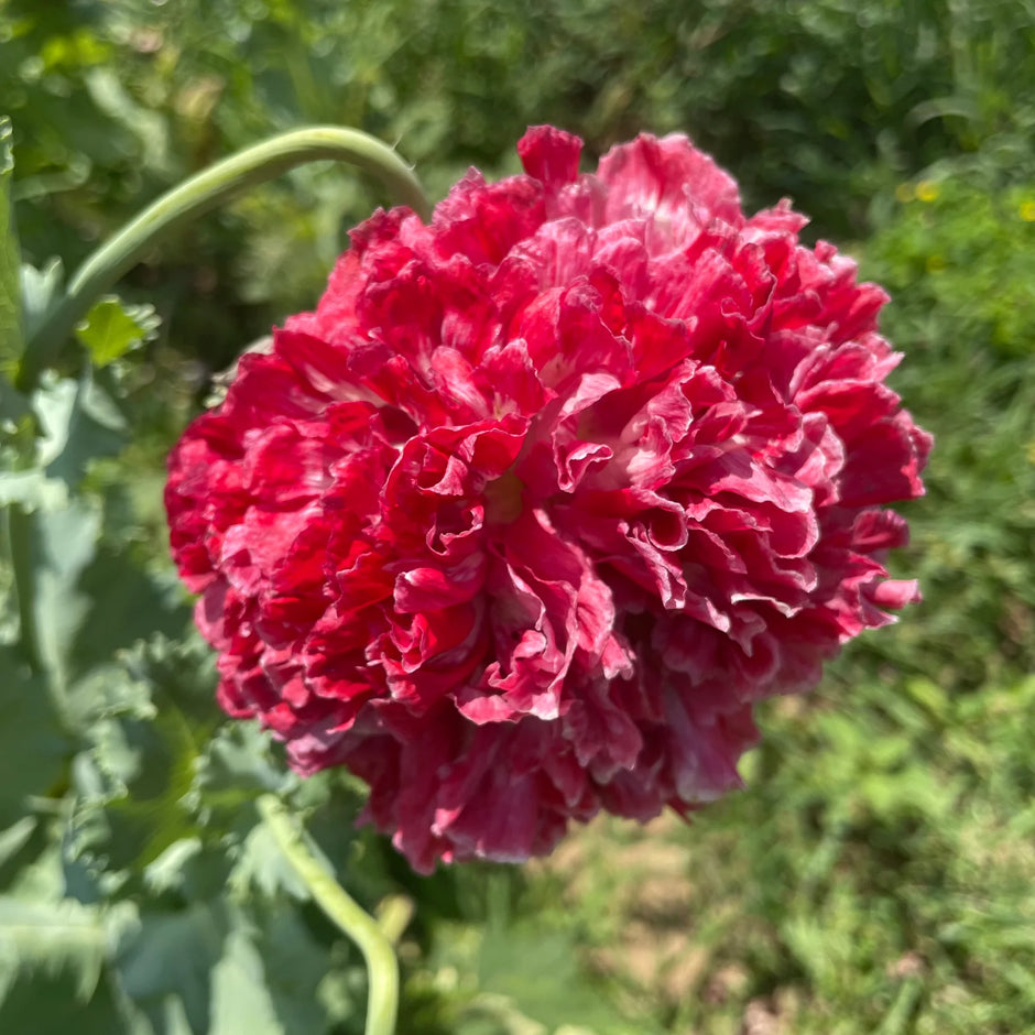 Poppy Seeds Scarlet Fringe Poppy