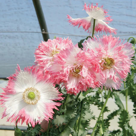 Poppy Seeds Amorpha Poppy