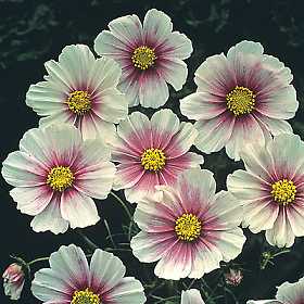Hinomaru  Cosmos Seeds