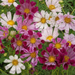 Seashell Mix Cosmos Seeds