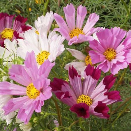 Seashell Mix Cosmos Seeds