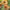Calendula Seed Orange Flash Calendula Seed
