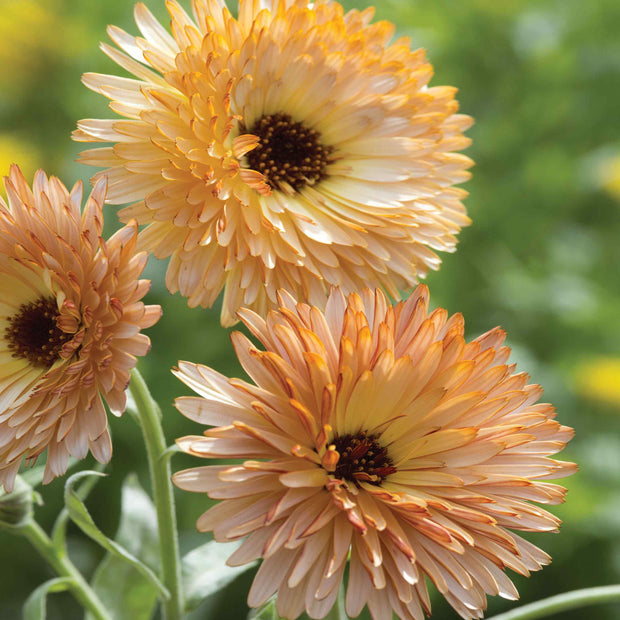 Calendula Seed Orange Flash Calendula Seed