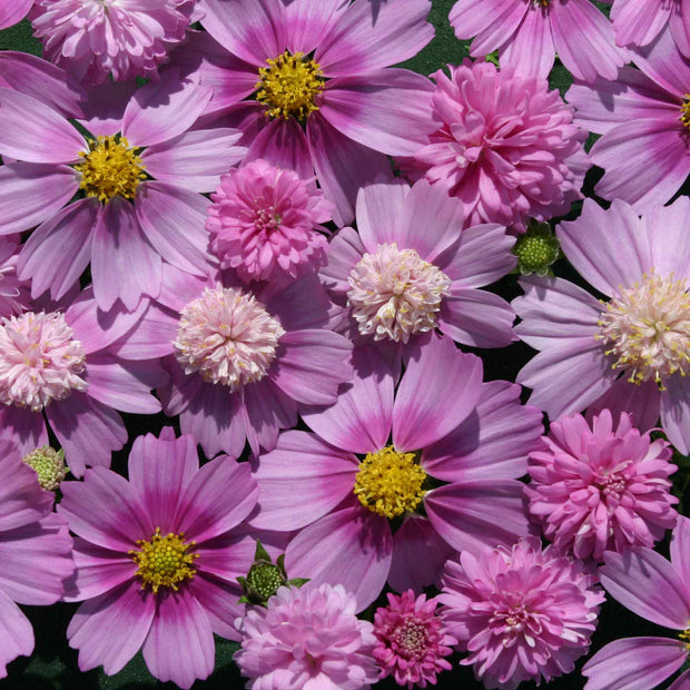 Pink Popsocks  Cosmos Seeds  Pink Popsocks Seeds