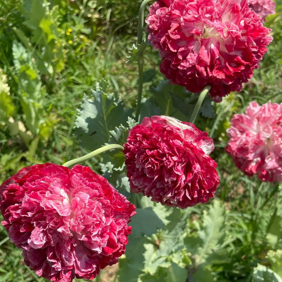 Poppy Seeds Scarlet Fringe Poppy