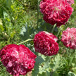 Poppy Seeds Scarlet Fringe Poppy
