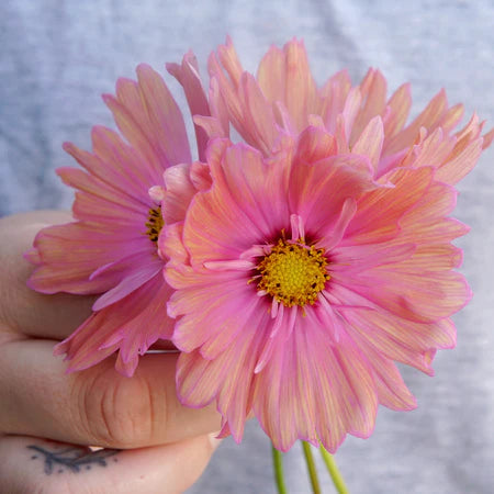 Apricotta Cosmos Seed