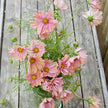 Apricotta Cosmos Seed