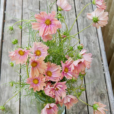 Apricotta Cosmos Seed