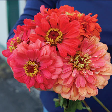 Coral Beauty Zinnia Seeds  Zinnia elegans.