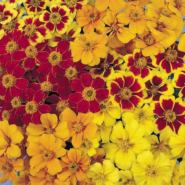 French Marigold Seeds Disco Mix Seeds