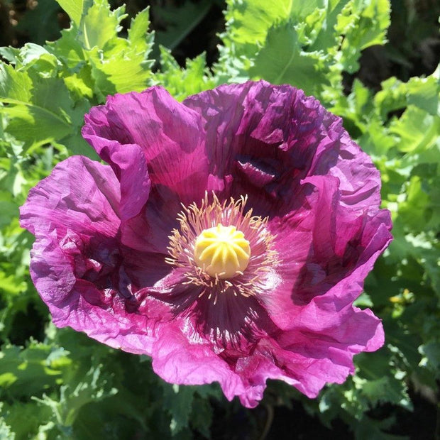 Organic Hungarian Blue Breadseed Poppy Seeds