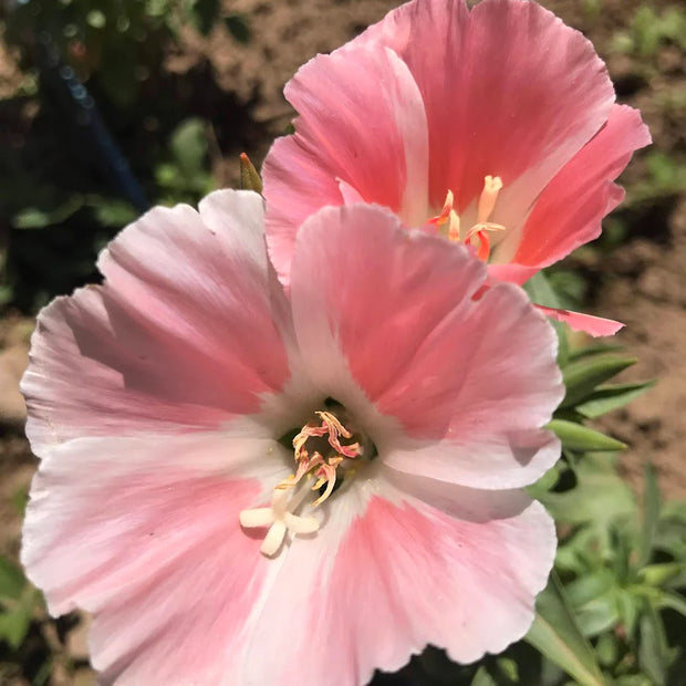 Godetia grandiflora Salmon Queen Seeds