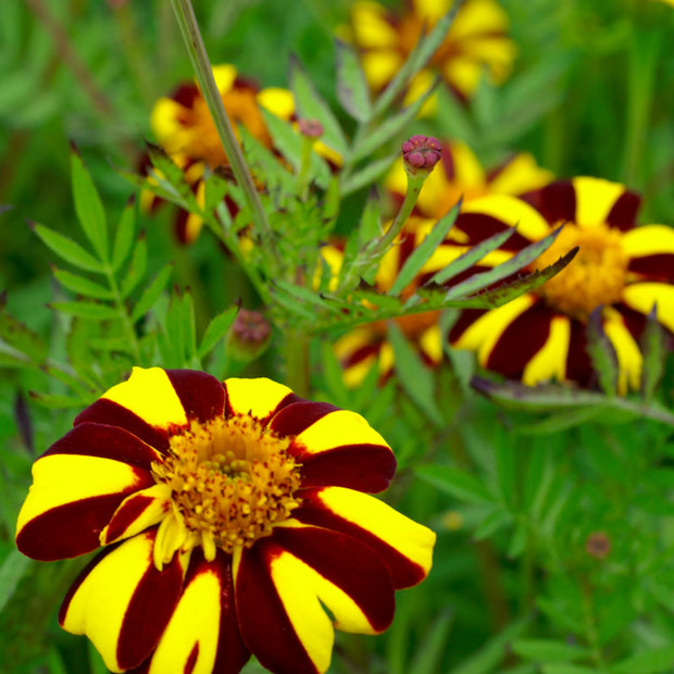 Marigold Pinwheel Seeds