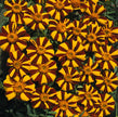 Marigold Mr Majestic