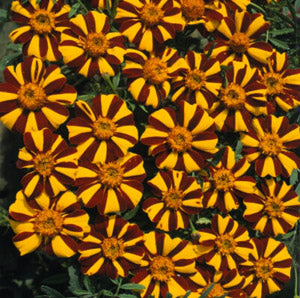 Marigold Mr Majestic