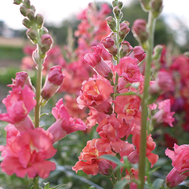 Madame Butterfly Cherry Bronze Snapdragon Seed
