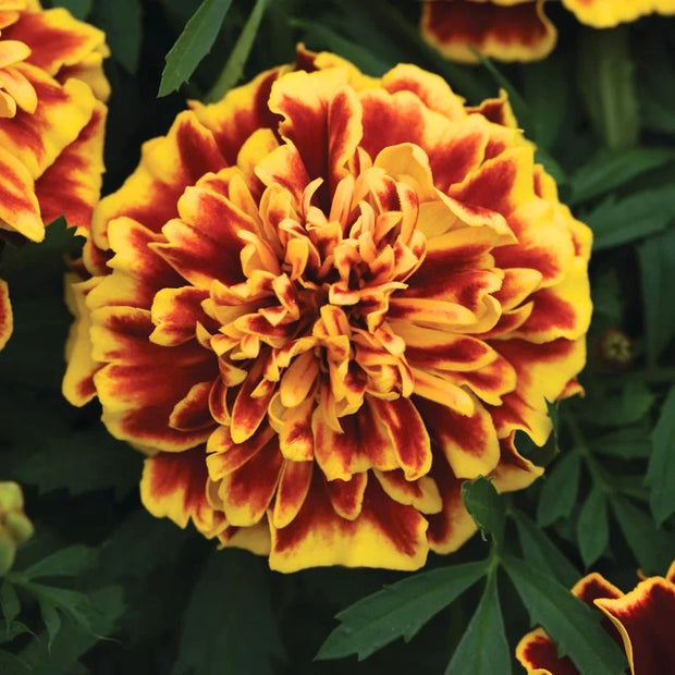Marigold Bonanza Bee Seeds