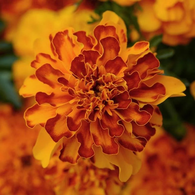 French Marigold Seeds Bonanza Bolero
