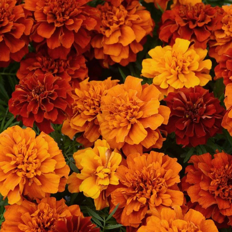New World Fireball Heirloom Marigold Seeds