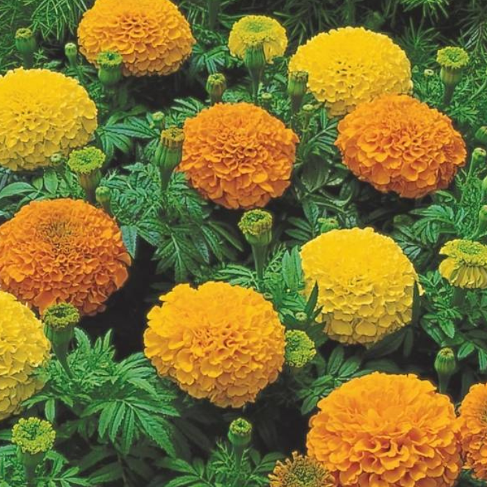 Marigold Inca II Mix French Marigold Seed