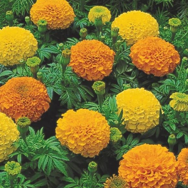 Marigold Inca II Mix French Marigold Seed
