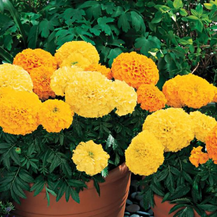 Marigold Inca II Mix French Marigold Seed