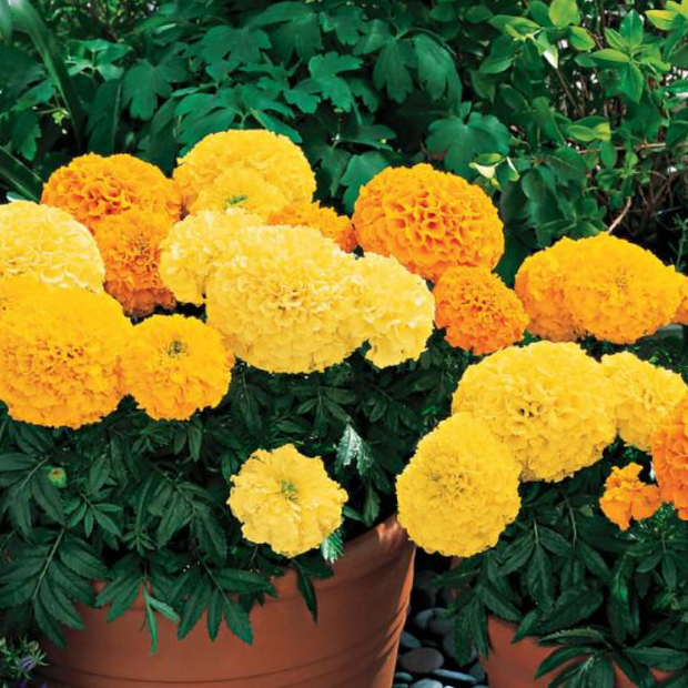 Marigold Inca II Mix French Marigold Seed