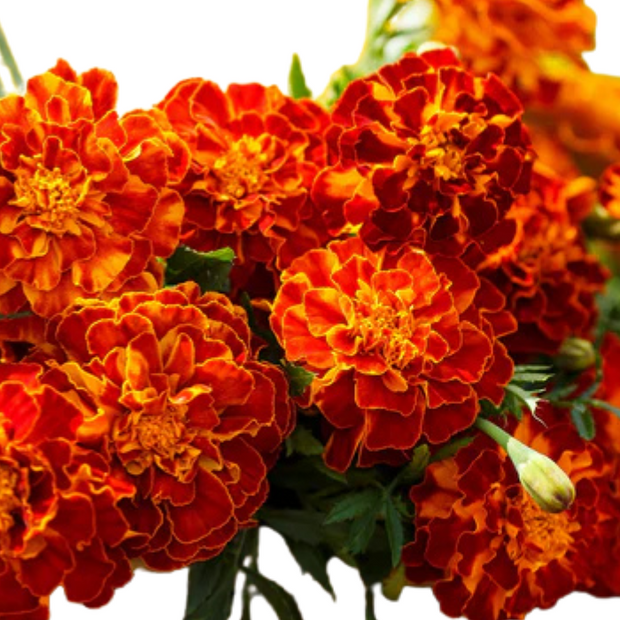 Heirloom French Marigold Seed Happy Harmony Seeds