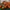 Marigold Durango Flame Seeds