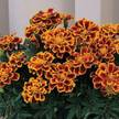 Marigold Durango Flame Seeds