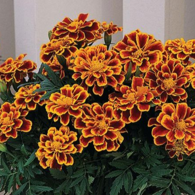 Marigold Durango Flame Seeds