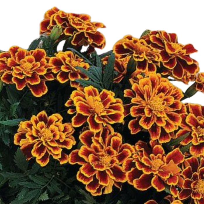 Marigold Durango Flame Seeds