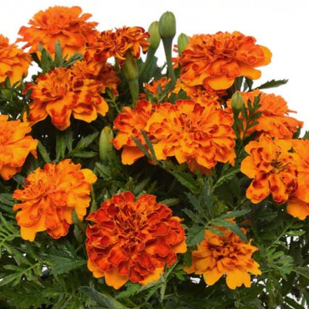 French Marigold Seeds Bonanza Bolero