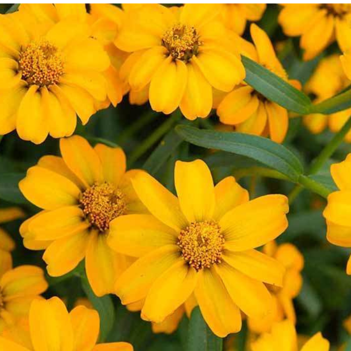 French Marigold Seeds Disco Mix Seeds